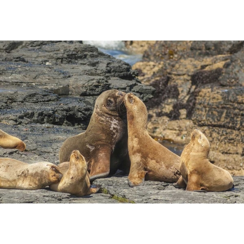Bleaker Island Southern sea lions near water
